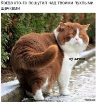 Упитанный кот испытал неудобства из-за лишнего веса