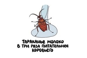 У тараканов нет молока. Иначе они были бы не насекомыми, а млекопитающими