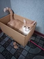 Скромные апартаменты кота