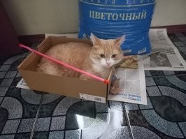Скромные апартаменты кота