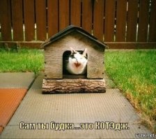 Скромные апартаменты кота