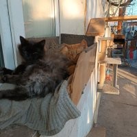 Мои перезимовали. Подросли и окрепли.
Теперь точно не пропадут.