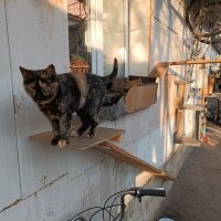 Мои перезимовали. Подросли и окрепли.
Теперь точно не пропадут.