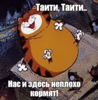 Упитанный кот испытал неудобства из-за лишнего веса