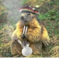 Бобр Марли Курв...  Э-э... Курит.