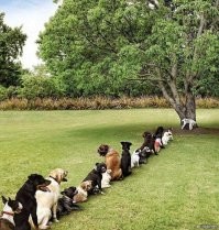 20 забавных и "глупых" пёселей, над которыми невозможно не смеяться