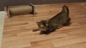 Кошка это. Течка у нее.