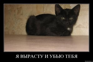 Фантомные кошки: загадочный феномен Великобритании