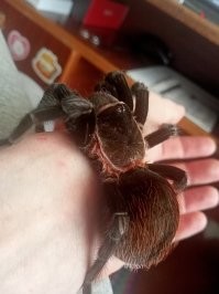 Моя милаха меня пару раз кусала .. судорога в ногах 2 дня и усе .. Является одним из крупнейших пауков в мирею Правда не самый ядовитый ...