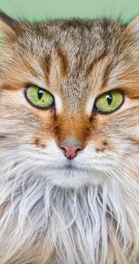 «Собери кота»: шерсть и усы кота за 1000 рублей продаются в Новосибирске