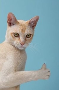 Уютное убежище бездомного кота