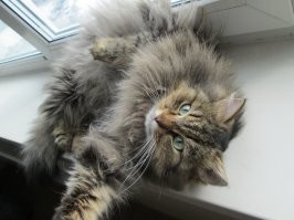 Моему уже сейчас вторую шубу можно свалять и валенки впридачу. Вот он в молодости.