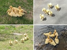 это скорее всего инкубаторские и скорее всего у них нет мамы