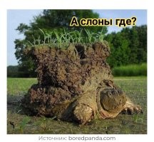 25 любопытных и добрых снимков из серии «Удивительное рядом»