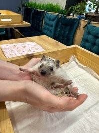 йежик курва!) 
ps водил сына в аникафешку с ёжиками, какая милота!