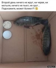 Британка нашла больного ёжика, но ветеринары подсказали ей, что ежом там и не пахло
