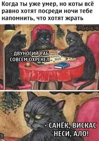 Почему коты и кошки ночью смотрят на спящих людей