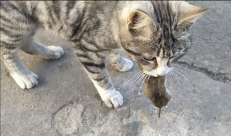 Ну и результат подкрадывания, Муся