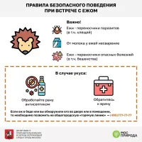 Если с ежом что то не так и неадекватно ведёт себя - то это 99% бешенство .. такого лучше стороной обходить ..  а еще паразиты ...