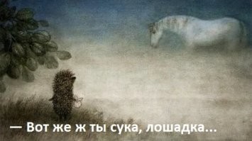 Ёж прогнал кота, пытавшегося съесть его еду