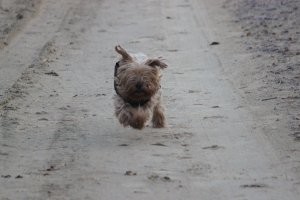 20 забавных и "глупых" пёселей, над которыми невозможно не смеяться