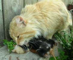 Хомяк крупный, фаршированный.