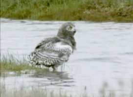 А перелететь не проще?