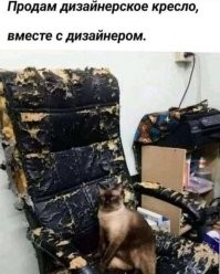 Пёс-дизайнер модифицировал диван хозяина