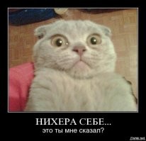 Правда ли, что кошки могут осуждать людей?