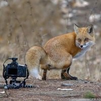 Енот прошёлся на передних лапах перед фотоловушкой