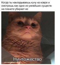 Правда ли, что кошки могут осуждать людей?