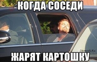 Еноты увидели в окне что-то интересное