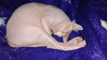 Моего не слышал, когда н жрать хочет (а хочет он всегда).