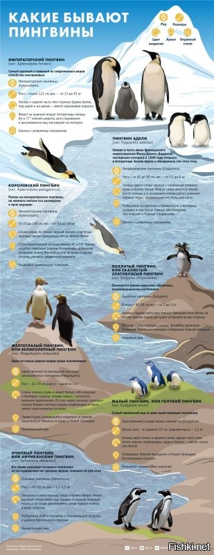 Пингвинов можно встретить в Австралии, Южной Америке и в Южной Африке.