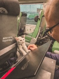 А какая связь между поездом, в котором едет кошак и самолётом?  Просто я лично не разу не видел, чтобы по взлётной полосе рядом с самолётом двигались поезда