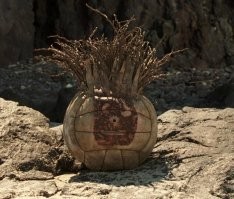 многогранная личность и в голове не опилки