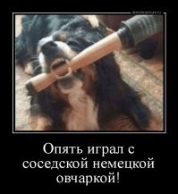 Хозяин сбросил пса до заводских настроек