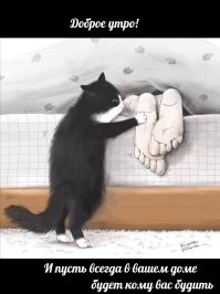Понимают ли кошки, что человеку как-то нехорошо