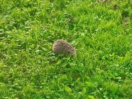 Спасение ёжиков - дело всех и каждого