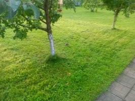 Спасение ёжиков - дело всех и каждого