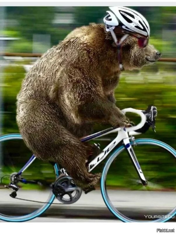 Так вот откуда у медведей велосипеды...