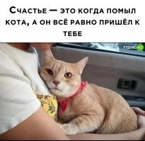 Понимают ли кошки, что человеку как-то нехорошо