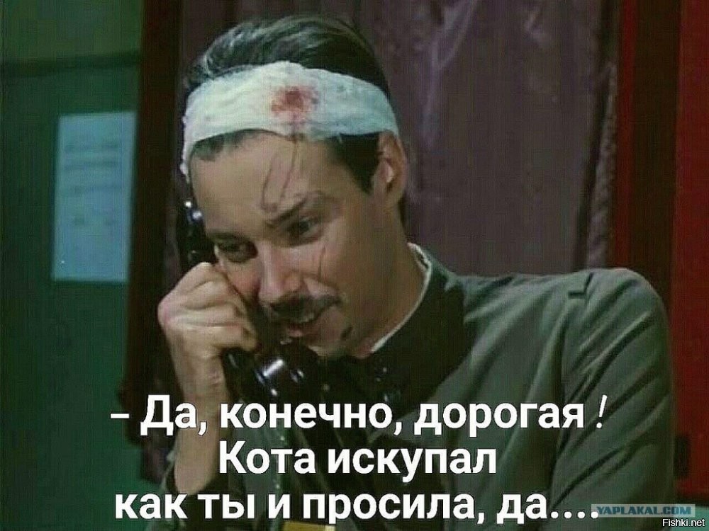 Понимают ли кошки, что человеку как-то нехорошо