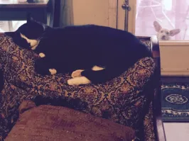 «Кот, ты не видел, куда делась собака?»