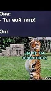 Тигр, который не удержался