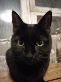 У мене пару котеек, залезут аж что сам офуеваеш, но в посуду или на стол...ни-ни...а с улицы бродяги...сестрички