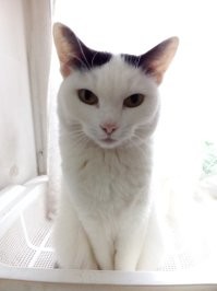 У мене пару котеек, залезут аж что сам офуеваеш, но в посуду или на стол...ни-ни...а с улицы бродяги...сестрички