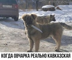 Наши собачки пострашней америкосовских )))))