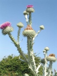Тоже в детстве была чудо палка. Сколько голов тогда было посечено))))