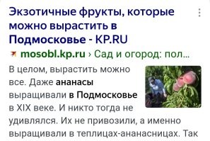 Это точно? А то мне рассаду надо уже сажать. 
Точно ананас вызреет? 
Банановые пальмы укрывать или уже не надо?